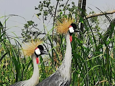 Afbeelding: Lezing: Laura meets Oeganda