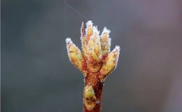 Afbeelding: Medicijn tegen de winterdip