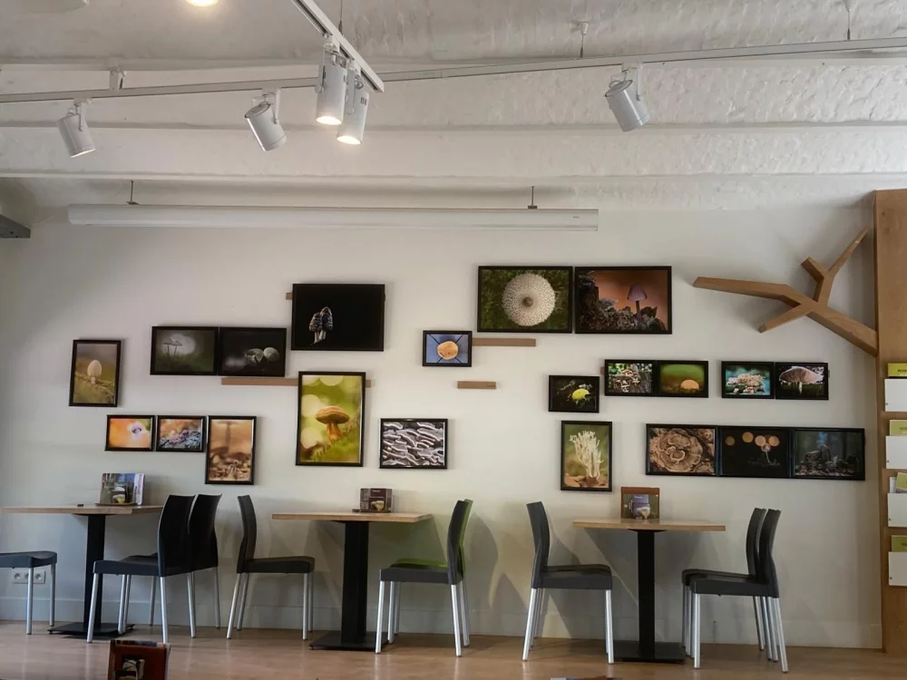 Afbeelding: Fototentoonstelling: “Paddenstoelen in werkingsgebied Natuurpunt Markvallei”