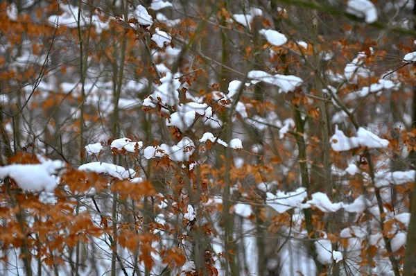 Afbeelding: Midwinterwandeling Wortel-Kolonie