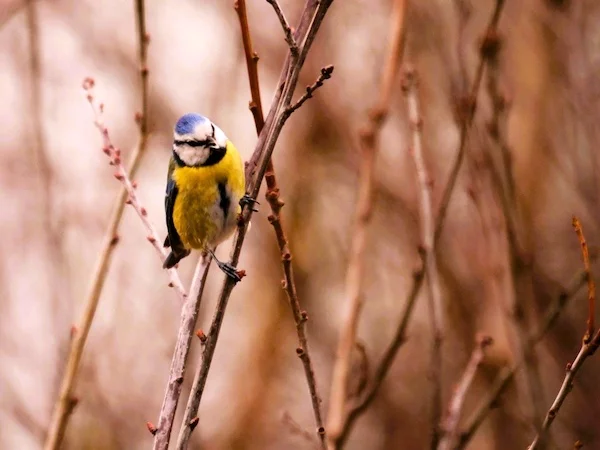 Afbeelding: Cursus: “Wat vliegt daar?”