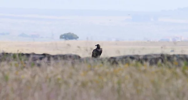 Monniksgier in de Extremadura